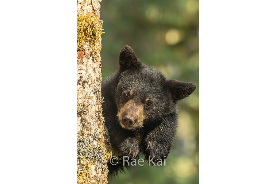 Black Bear Cub in Tree-Traditional Photo