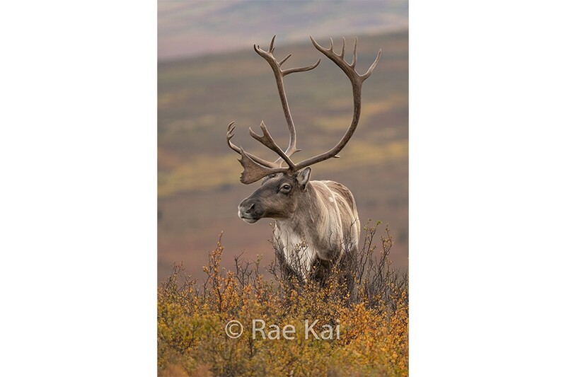 Caribou Side Profile-Traditional Photo