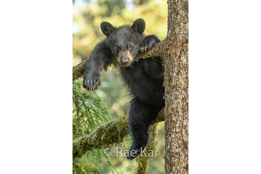 Hanging Out-Traditional Photo