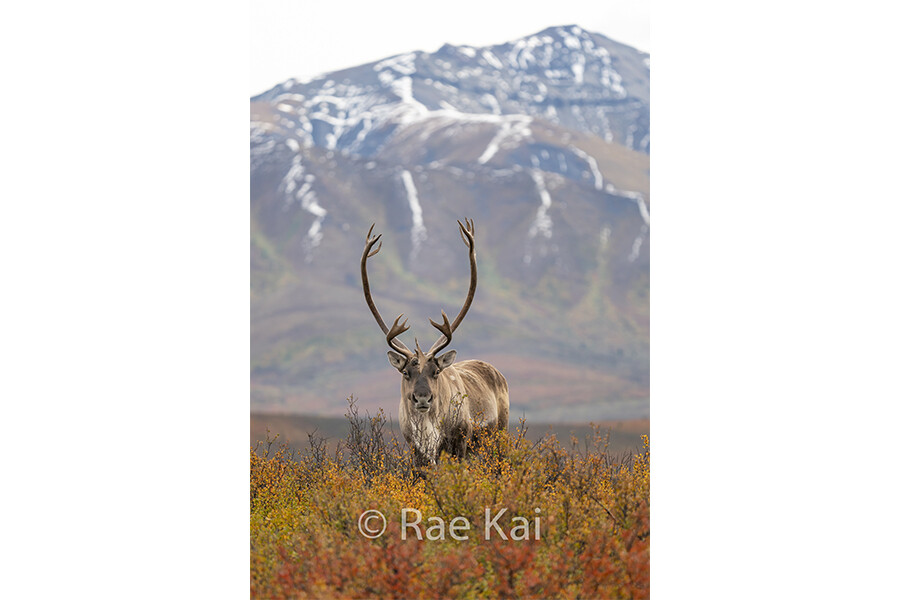 Mountain Stance-Traditional Photo