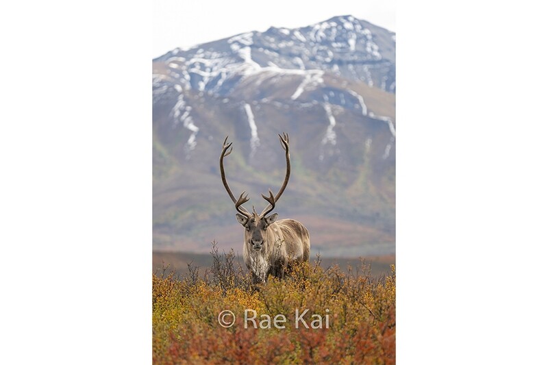 Mountain Stance-Traditional Photo