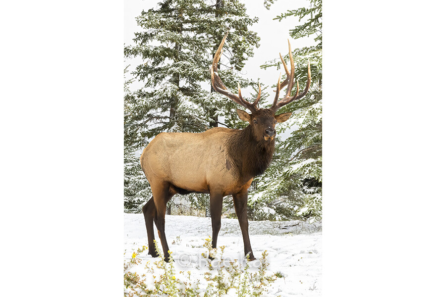 Elk Portrait-Traditional Photo