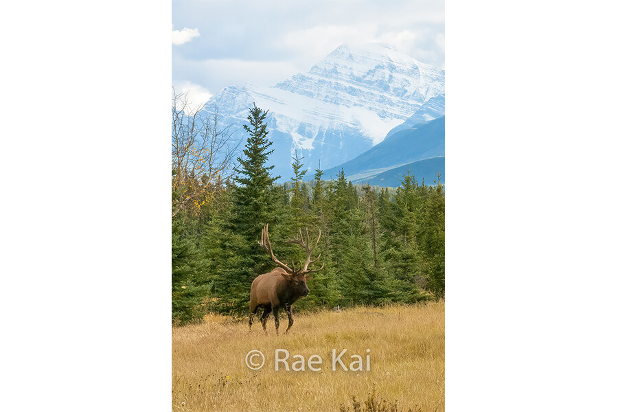 Mountain Elk-Traditional Photo