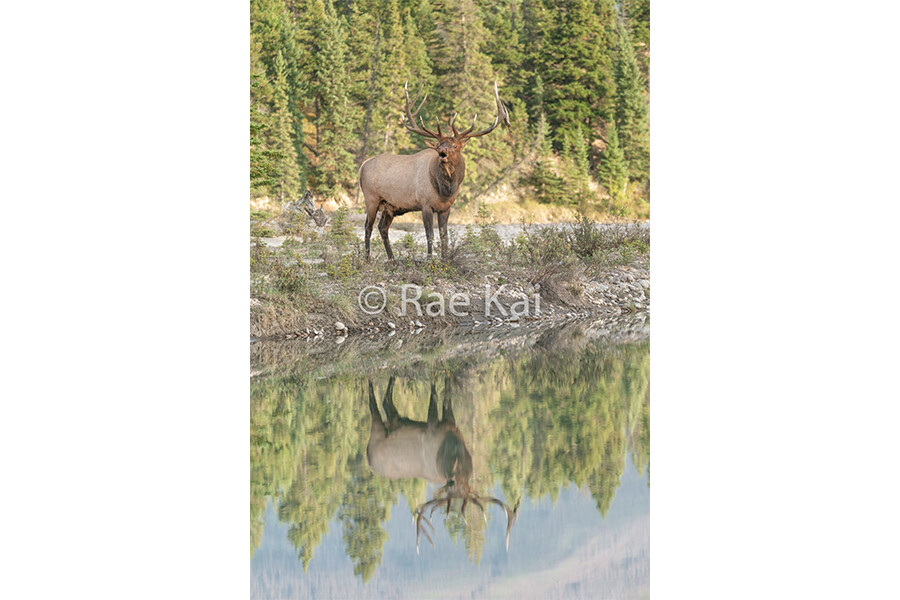 Bugle Reflection-Traditional Photo