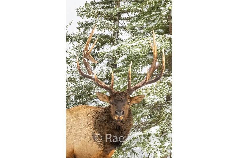 Elk Winter Head Shot-Traditional Photo