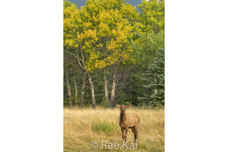Fall Calf-Traditional Photo