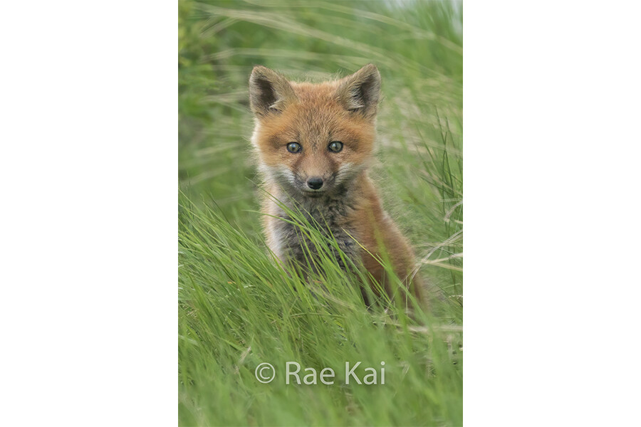 Grassy Kit-Traditional Photo