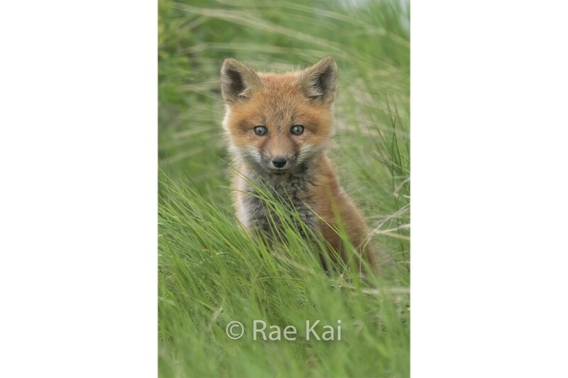 Grassy Kit-Traditional Photo