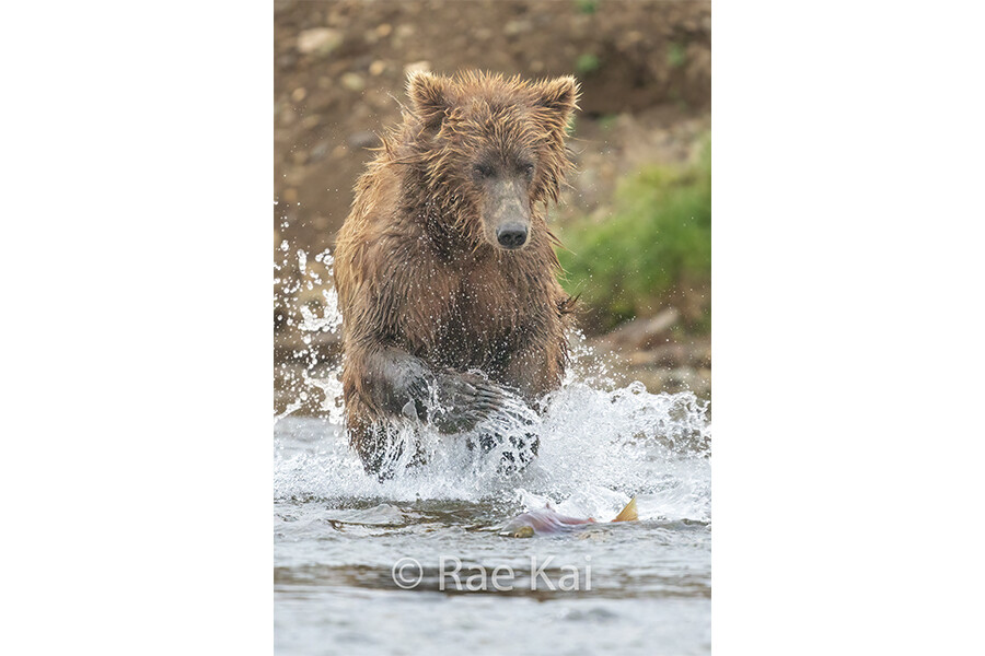 Grizzly River Chase-Traditional Photo