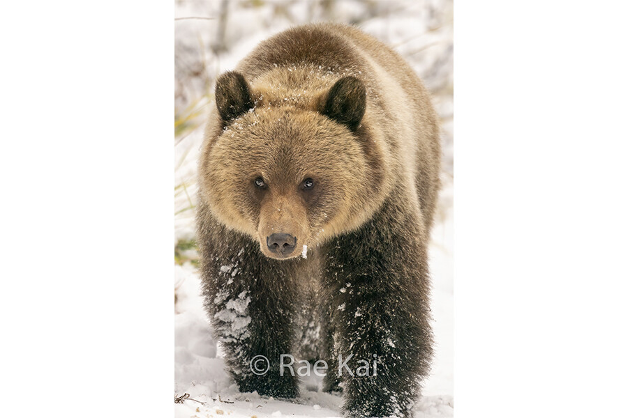 Cub Snow Walk-Traditional Photo
