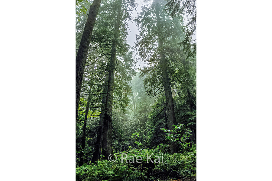 Tree Forest-Traditional Photo