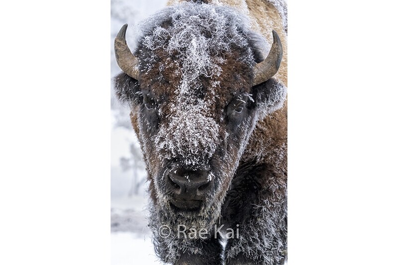 Winter Bison Head Shot-Traditional Photo