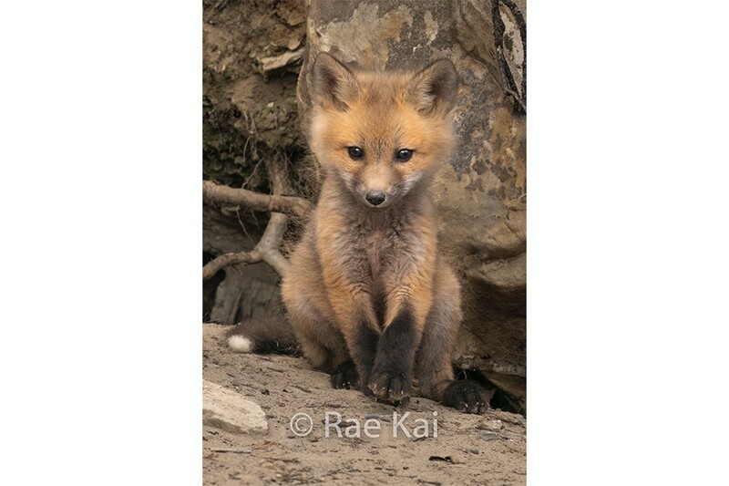 Sitting Cute-Traditional Photo