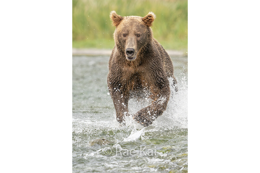 Fish Chase-Traditional Photo