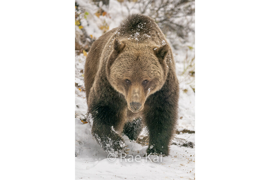 Snow Movement-Traditional Photo