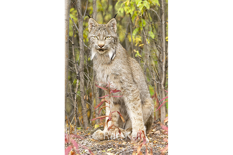 Sitting Lynx-Traditional Photo