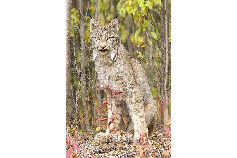 Sitting Lynx-Traditional Photo