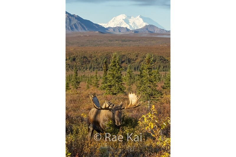 Fall Moose Vertical-Traditional Photo