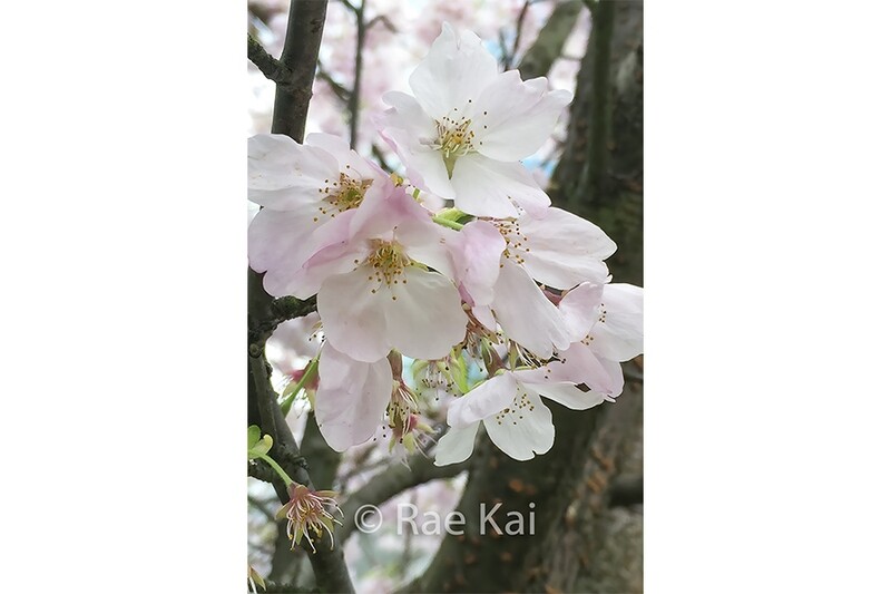 Cherry Blossom Branch-Traditional Photo