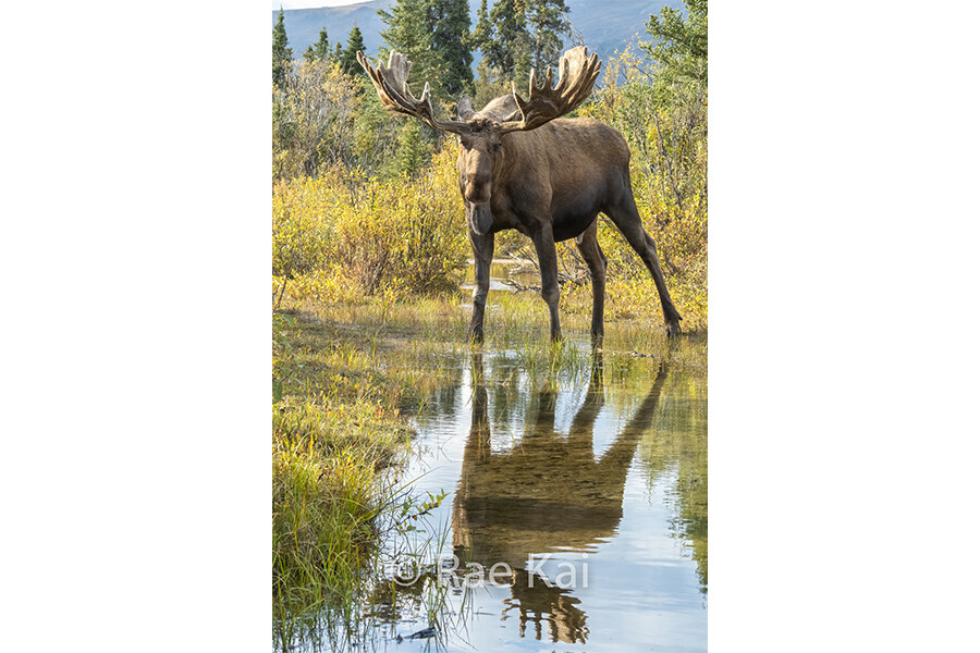 Moose Reflection-Traditional Photo