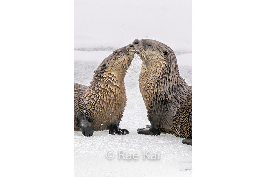 Otter Kiss-Traditional Photo