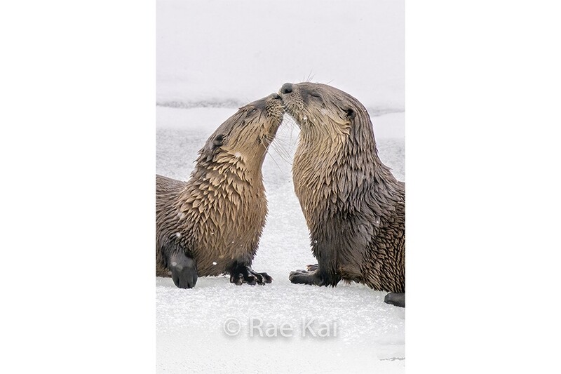 Otter Kiss-Traditional Photo