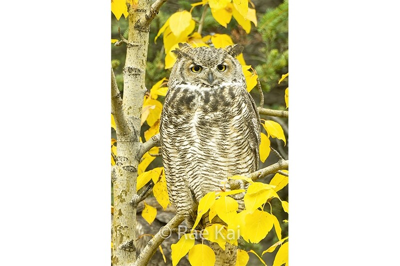 Great Horned Owl in Fall Colors-Traditional Photo