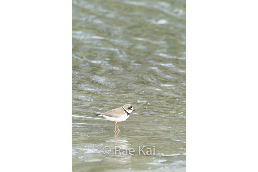 Tidal Killdeer-Traditional Photo