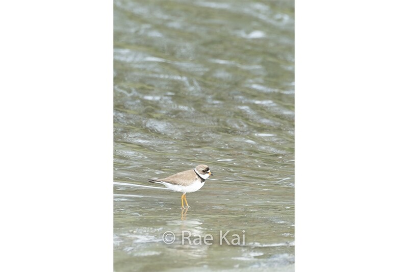 Tidal Killdeer-Traditional Photo