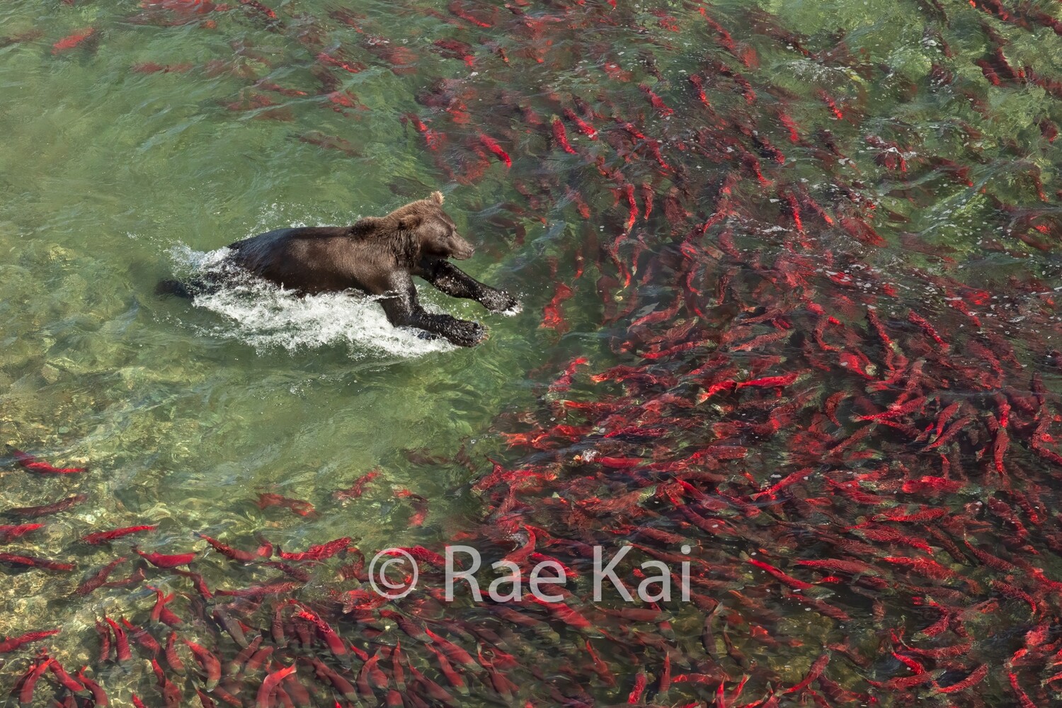 Sockeye Lunge-Traditional Photo