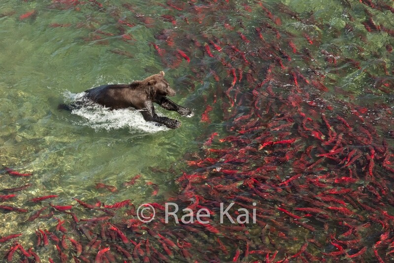 Sockeye Lunge-Traditional Photo