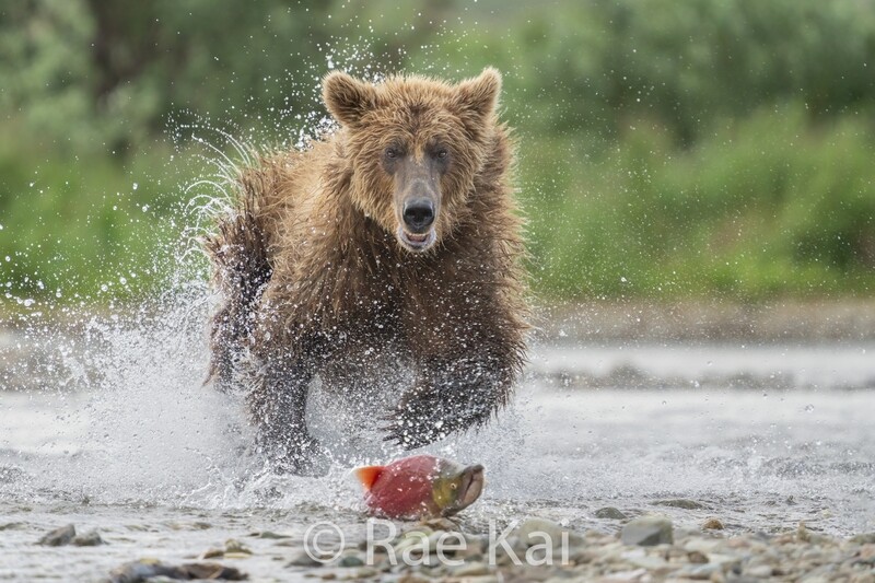 Salmon Chase-Traditional Photo