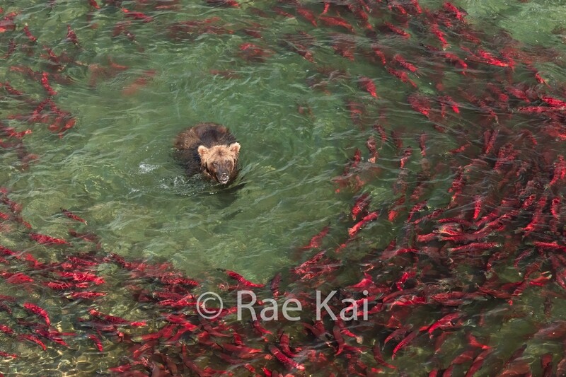 Sockeye Search-Traditional Photo