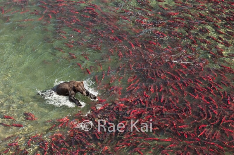 Salmon Feast-Traditional Photo