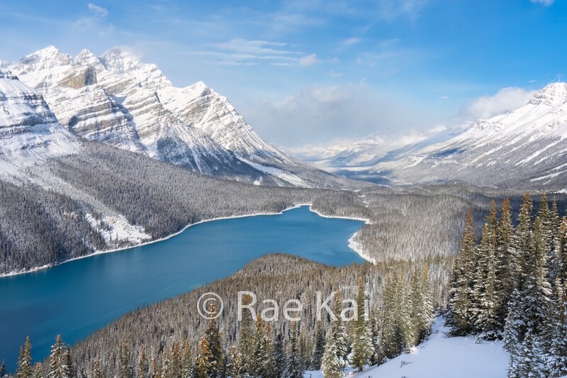 Snowy Peyto-Traditional Photo