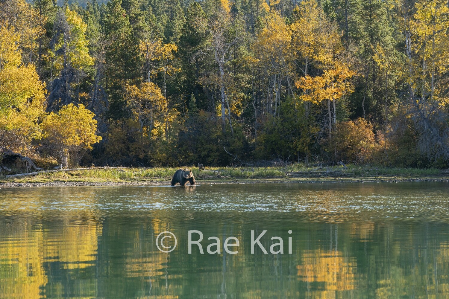 Fall Forest Reflection-Traditional Photo