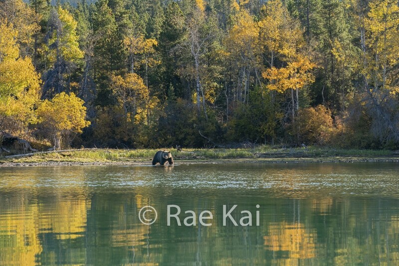 Fall Forest Reflection-Traditional Photo