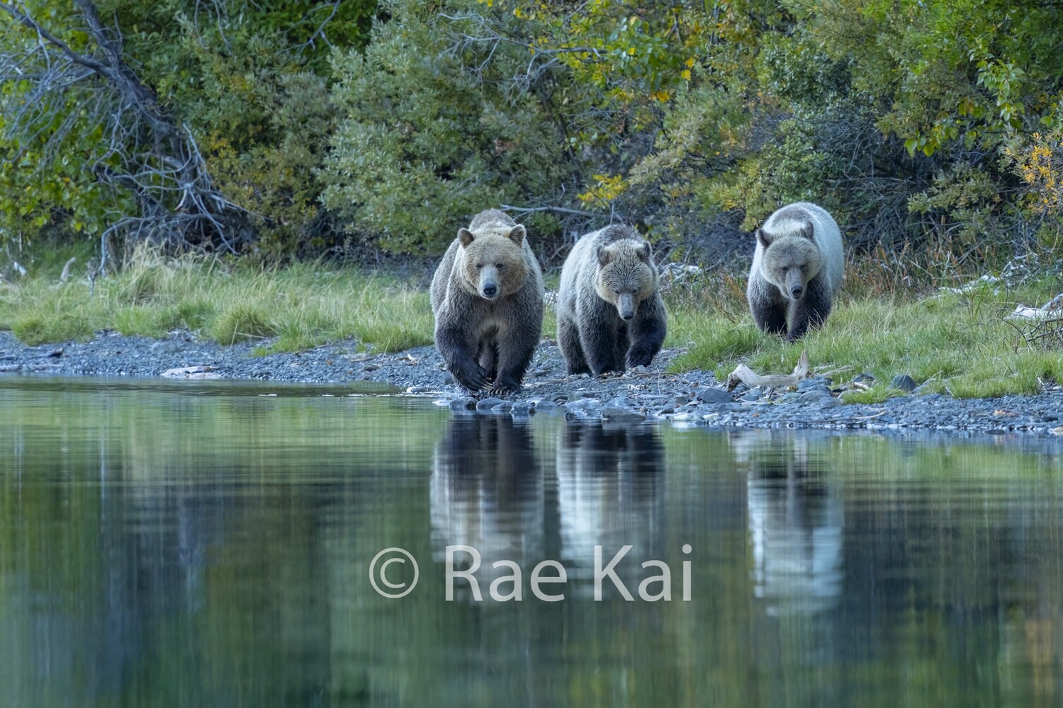 Blonde Family Reflection-Traditional Photo