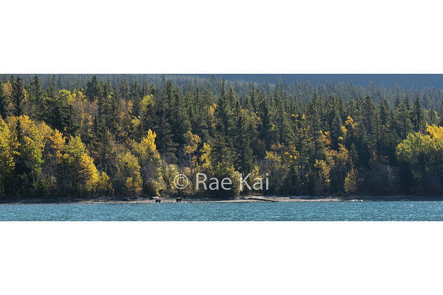 Fall Forest Bears Panoramic-Panoramic Traditional Photo