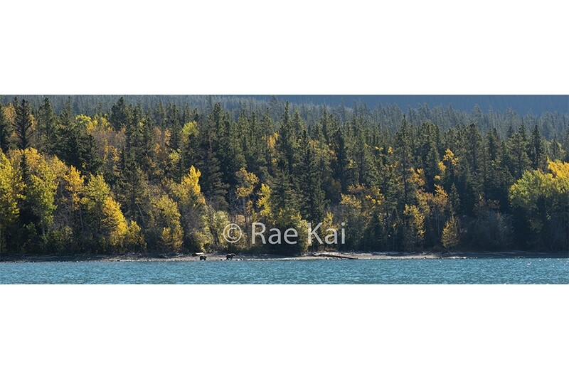 Fall Forest Bears Panoramic-Panoramic Traditional Photo