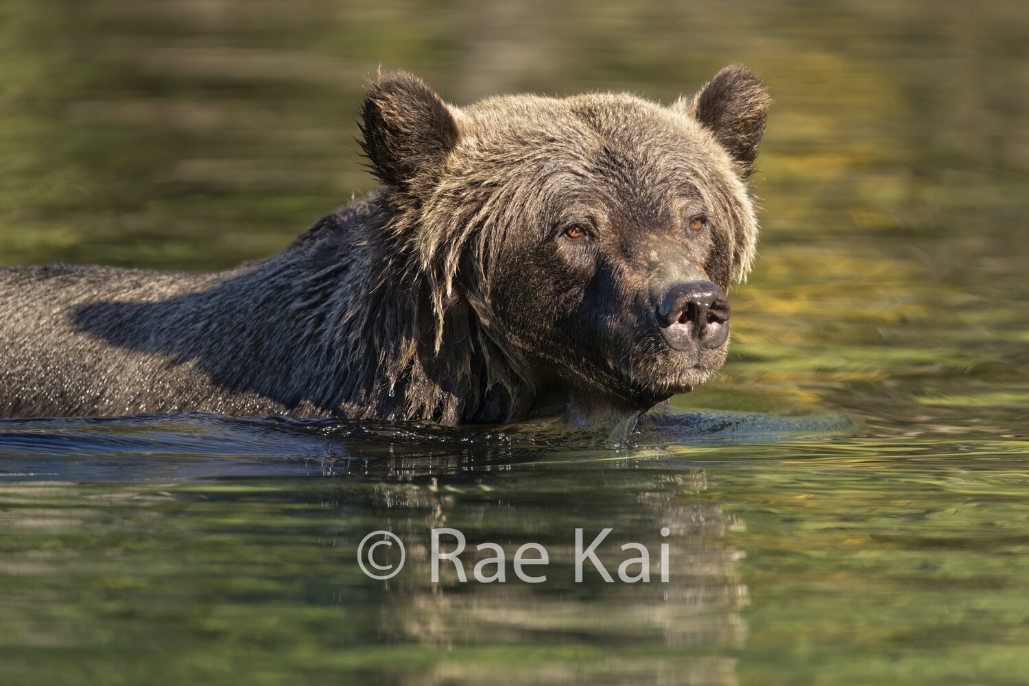 Autumn River Swim-Traditional Photo