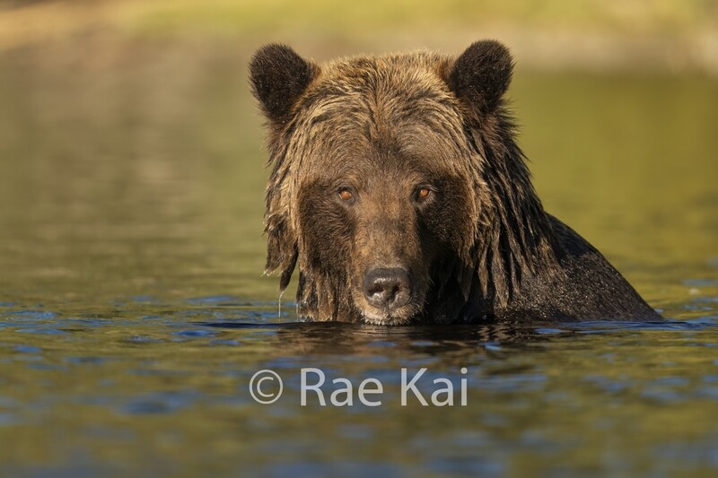 Grizzly Bear Glow-Traditional Photo