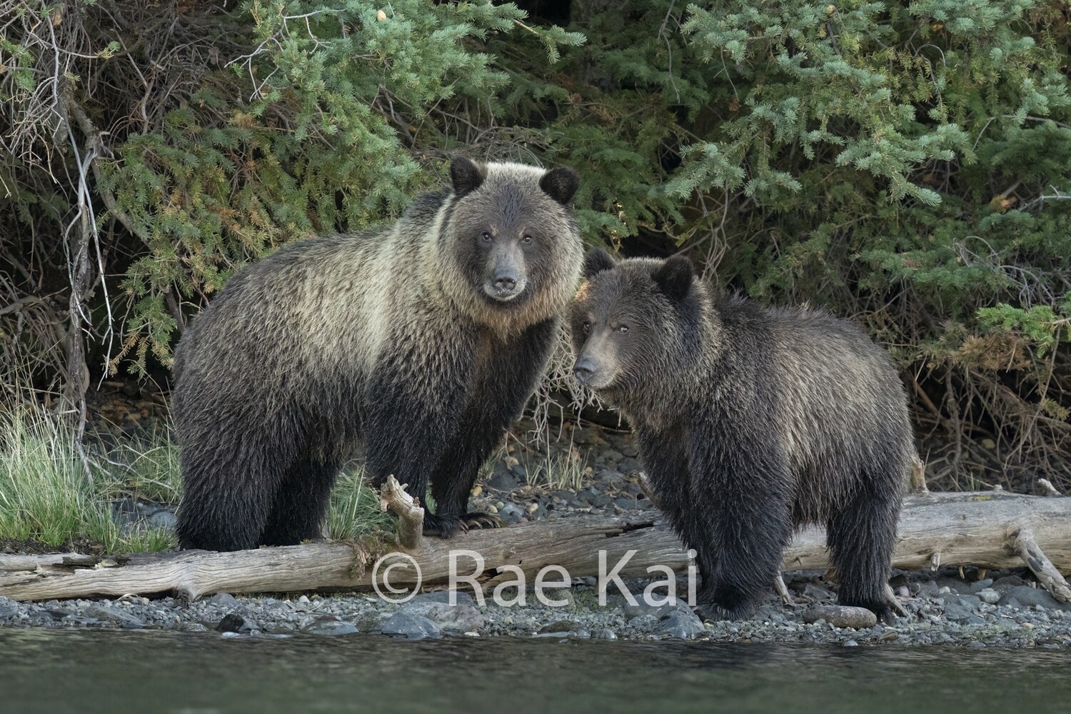 Forest Side Siblings-Traditional Photo