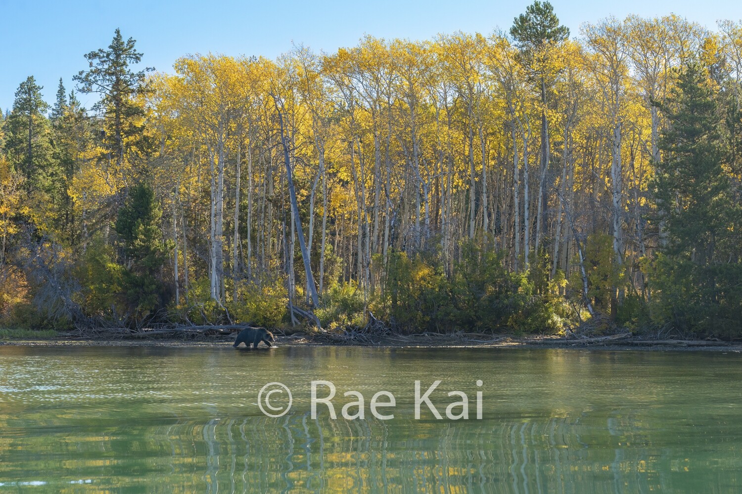 Aspen Backdrop-Traditional Photo