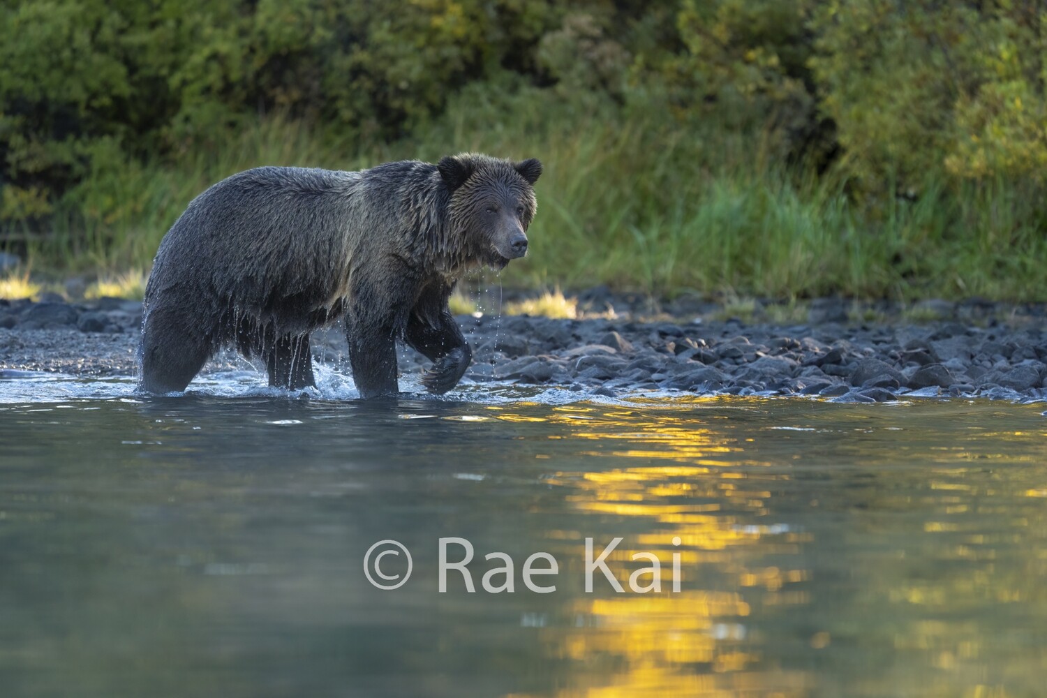 Morning Ray-Traditional Photo