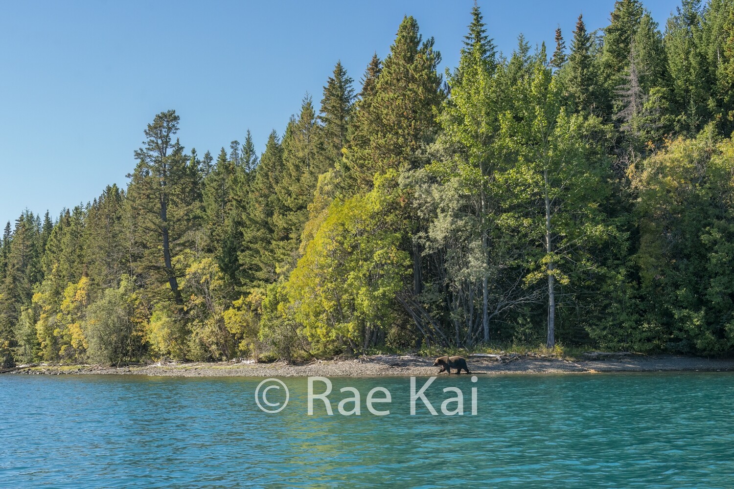 Teal Surroundings-Traditional Photo