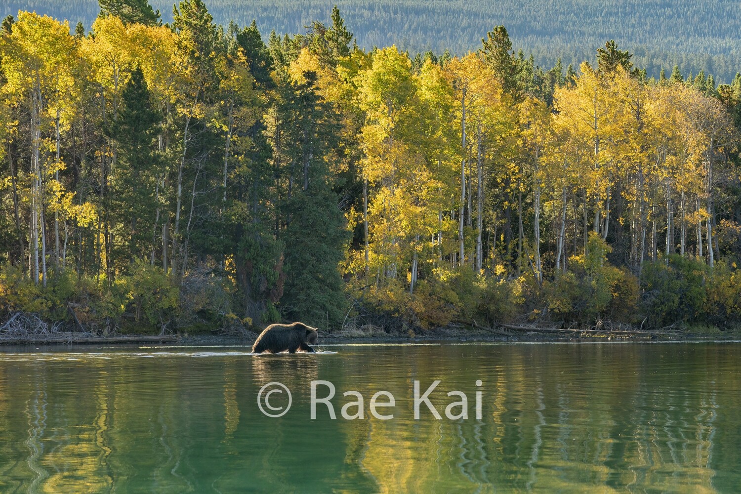 Surrounding Autumn-Traditional Photo