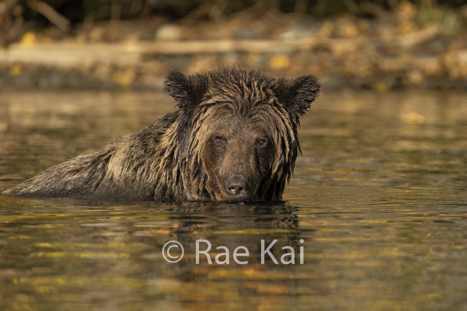 Fall River Grizzly-Traditional Photo
