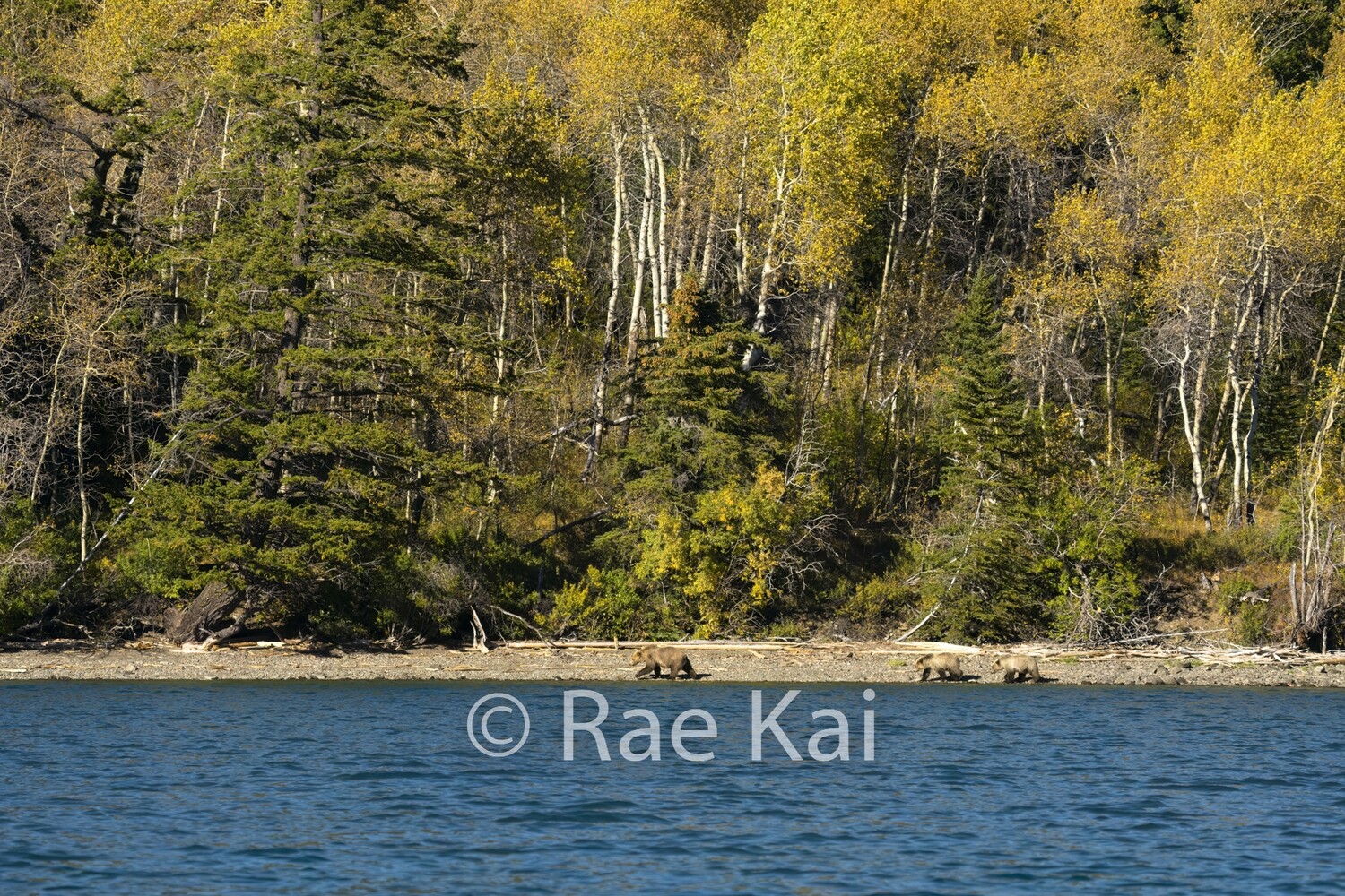 Lakeshore Family-Traditional Photo