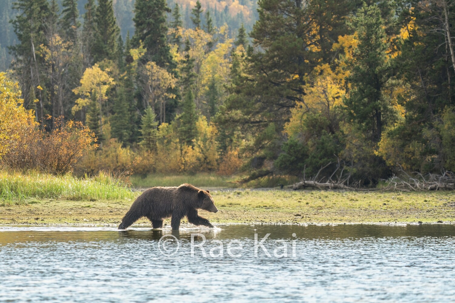 Fall Crossing-Traditional Photo